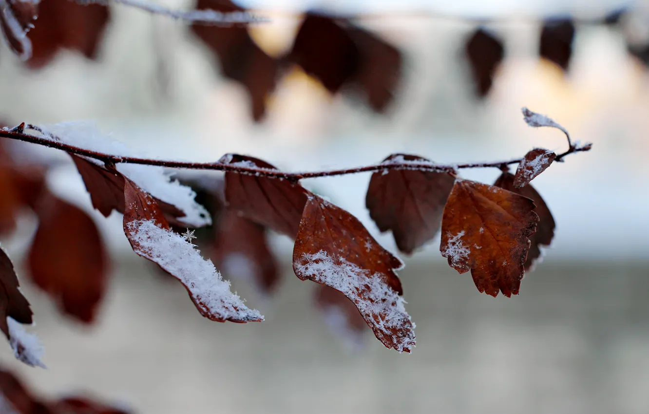 Фото обои зима, листья, снег, ветка, снежинка, осенние листья