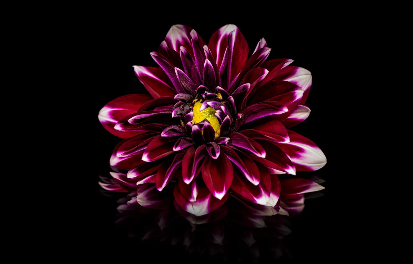 Фото обои цветок, отражение, черный фон, красная, георгина, малиновая, бордовая