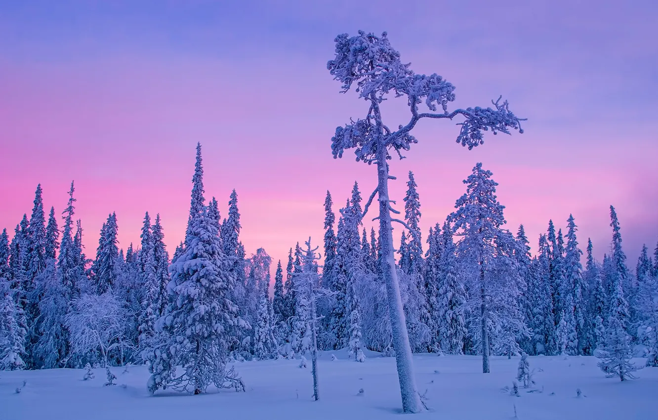 Фото обои зима, лес, снег, деревья, Финляндия, полярная ночь