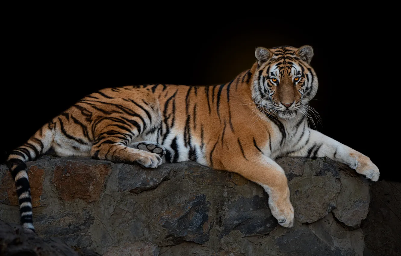 Фото обои взгляд, морда, тигр, камни, отдых, лежит, черный фон