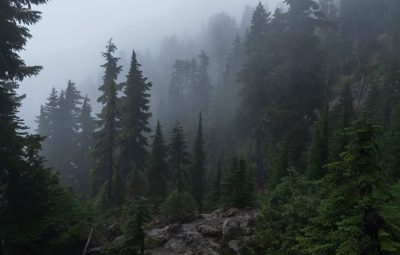 Фото обои лес, деревья, горы, природа, пасмурно, склон, дымка, США, хвойный, Mount Ellinor