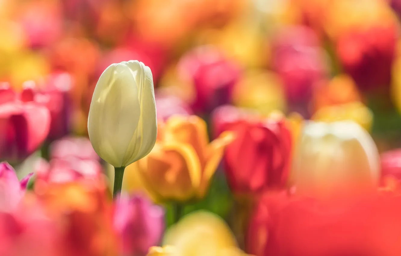 Фото обои цветы, природа, тюльпан, весна, тюльпаны