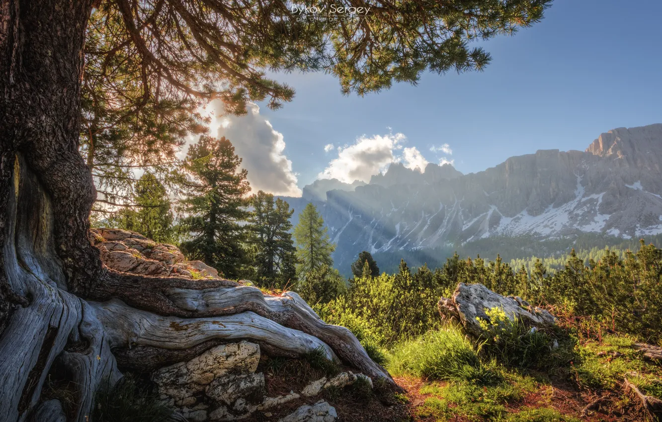 Фото обои деревья, горы, корни, дерево, Италия, Доломитовые Альпы, Сергей Быков