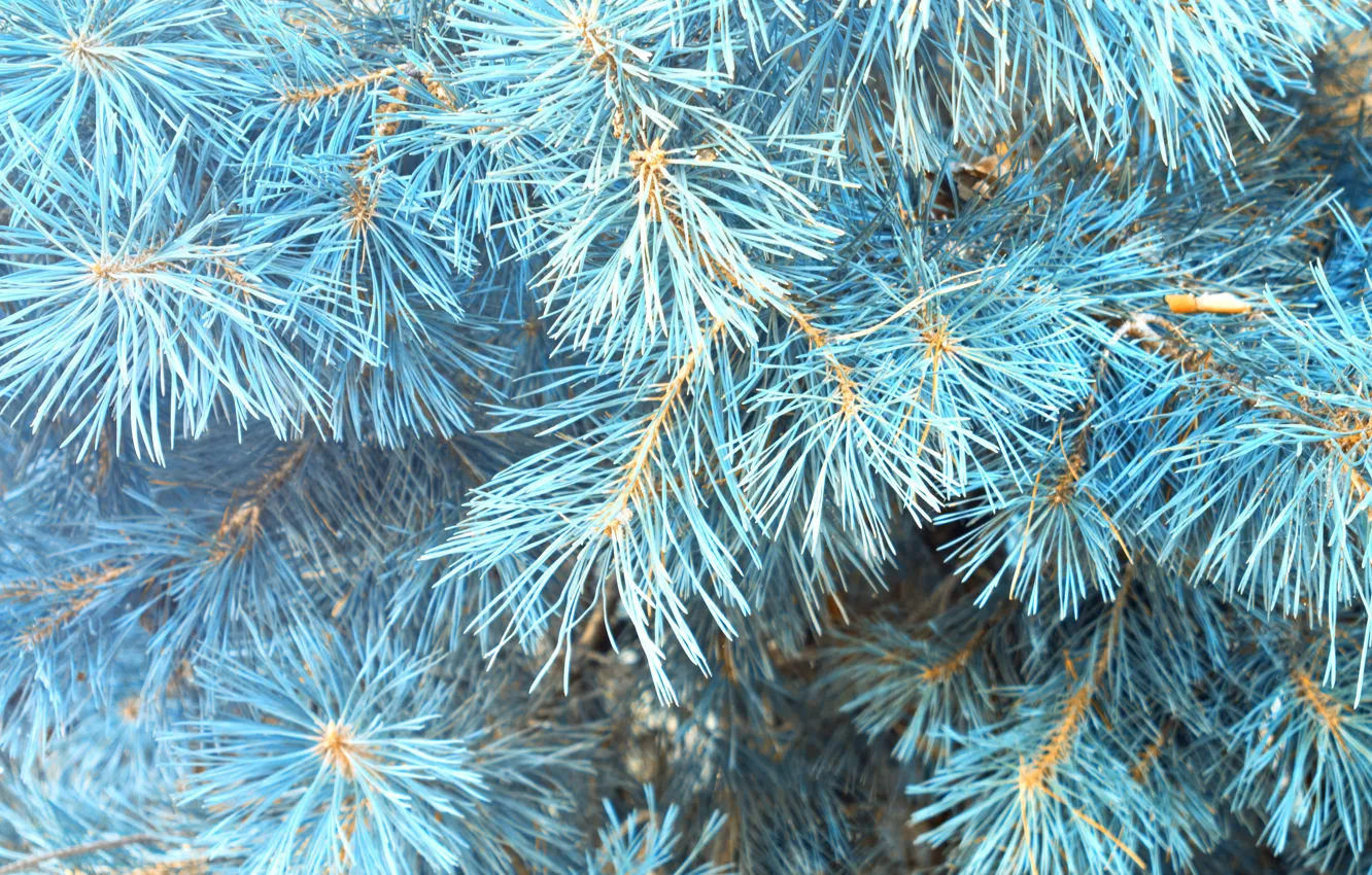 Фото обои зима, елка, blue, winter, snow, fir tree, голубая ель, ветки ели
