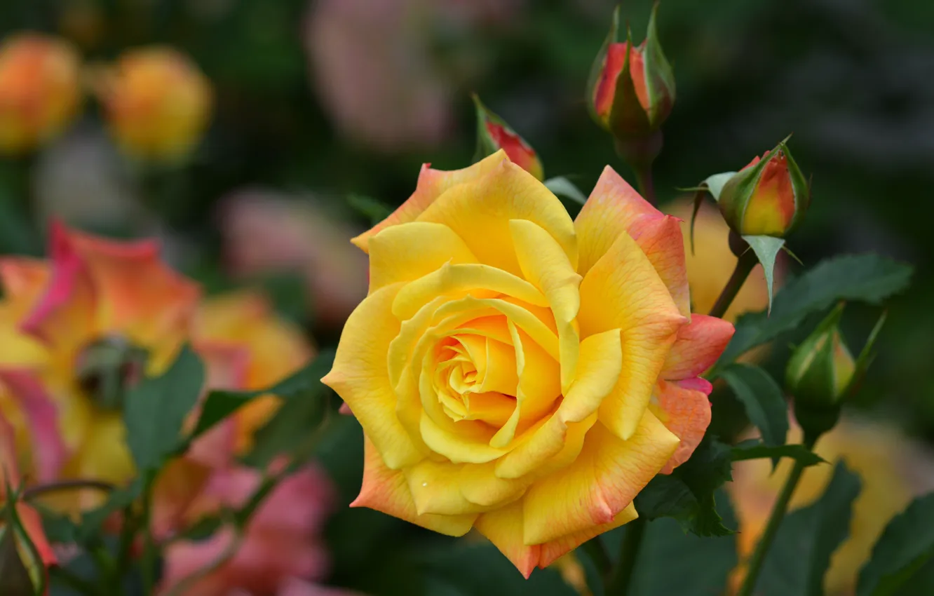 Фото обои цветок, природа, роза, бутоны, жёлтая