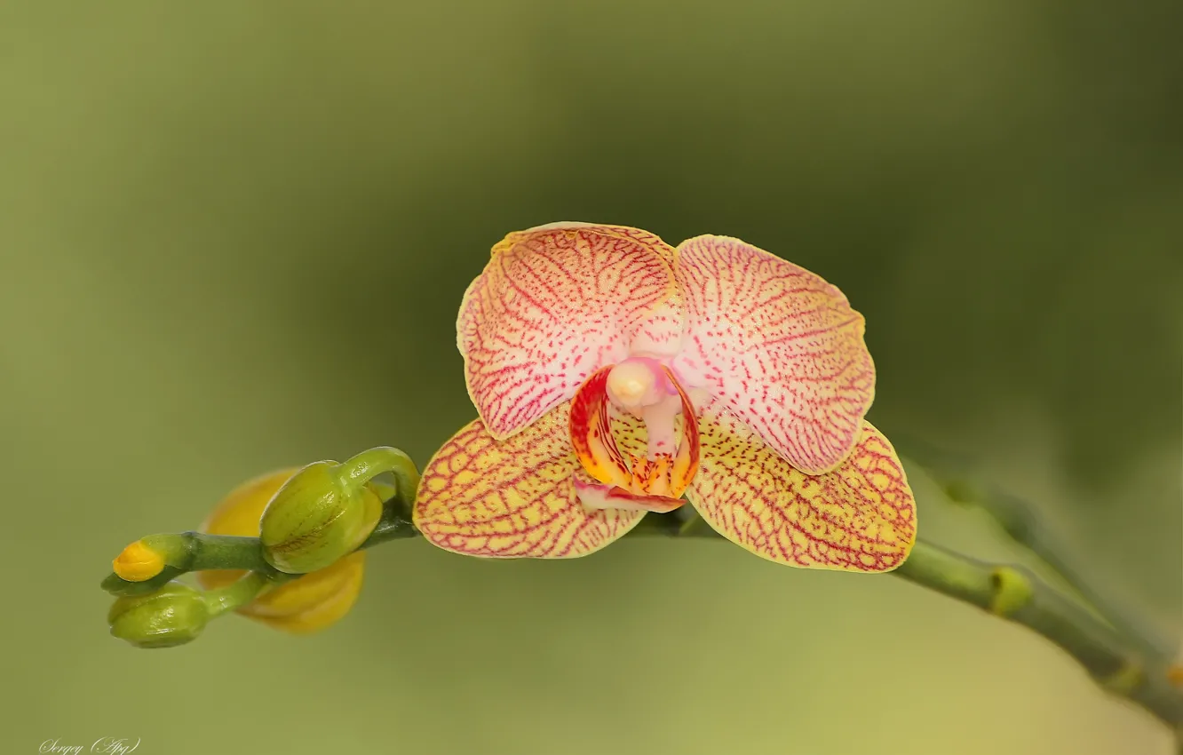 Фото обои цветок, макро, природа, орхидея, фаленопсис