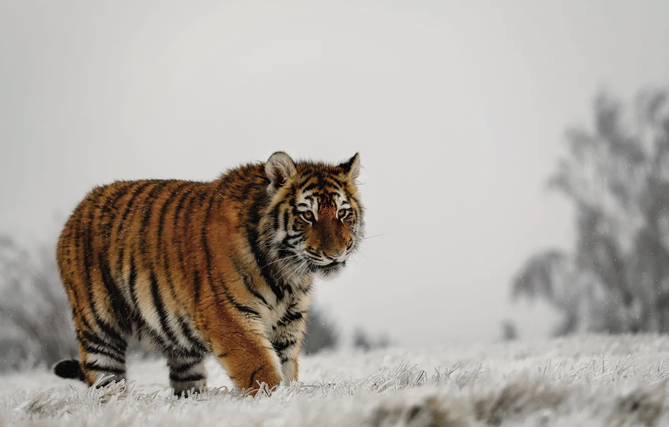 Фото обои зима, иней, поле, трава, взгляд, снег, природа, тигр, прогулка, мордашка, тигренок