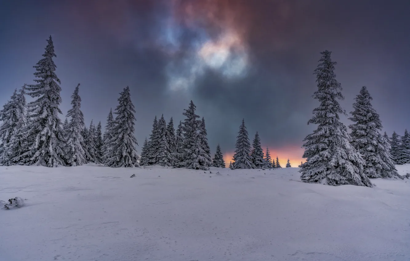 Фото обои небо, облака, снег, сияние, Деревья, ёлки, Гора Витоша