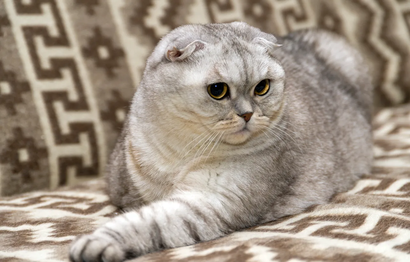 Шотландская кошка серая фото