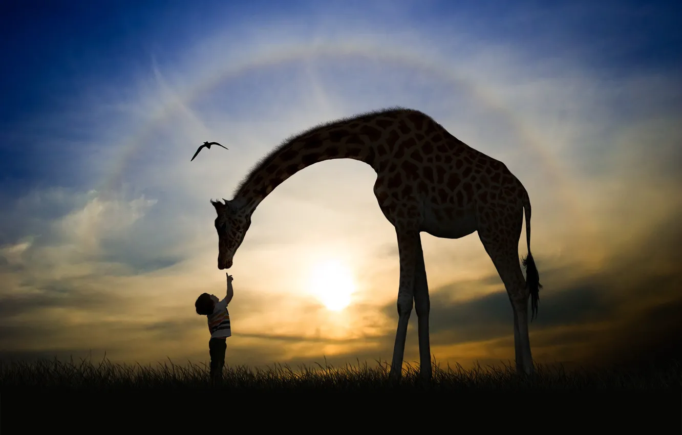 Фото обои закат, мальчик, силуэт, жираф, друзья, ребёнок, фотоарт