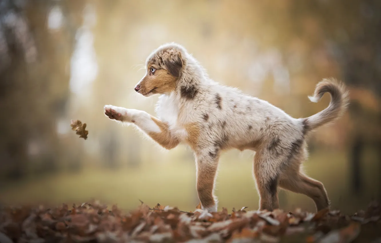 Фото обои осень, природа, лист, животное, листва, игра, собака, щенок, пёс, аусси