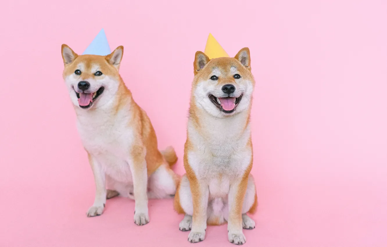 Фото обои собаки, розовый фон, шапочки, псы, милота, Сиба-ину, красавцы, Anna Shvets
