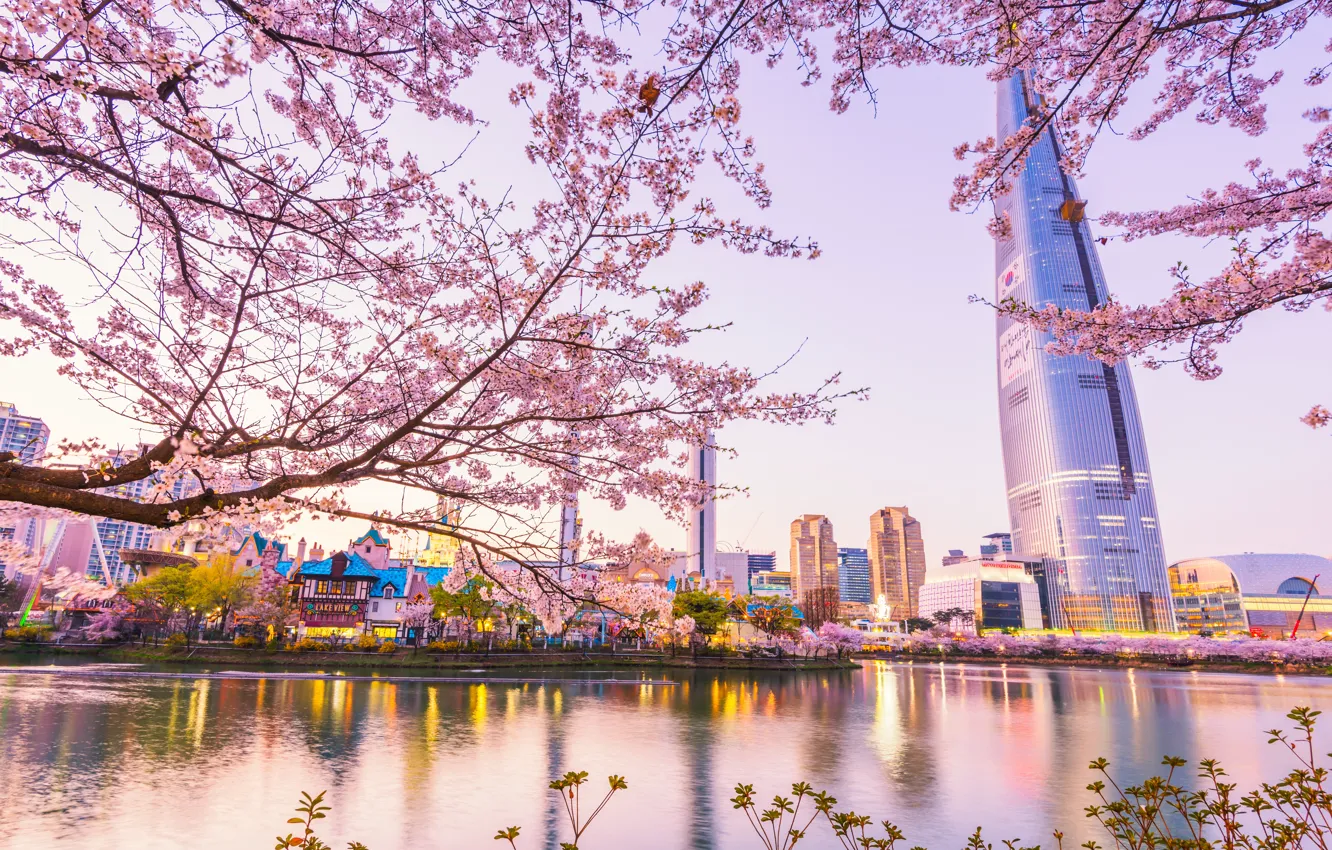 Фото обои пейзаж, city, город, вишня, весна, сакура, цветение, South Korea, Корея, Сеул, pink, blossom, sakura, cherry, …