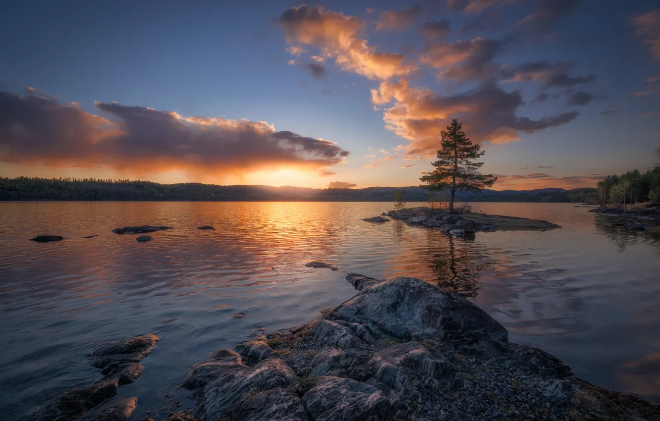 Фото обои вода, облака, закат, озеро, дерево, Норвегия, островок, сосна, Norway, Рингерике, Ringerike