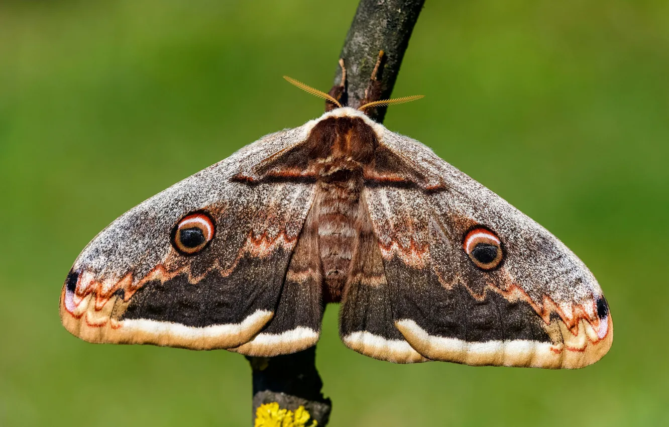Gray moth Common Gray