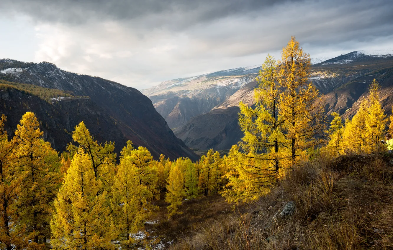Фото обои осень, деревья, пейзаж, горы, природа, долина, Алтай