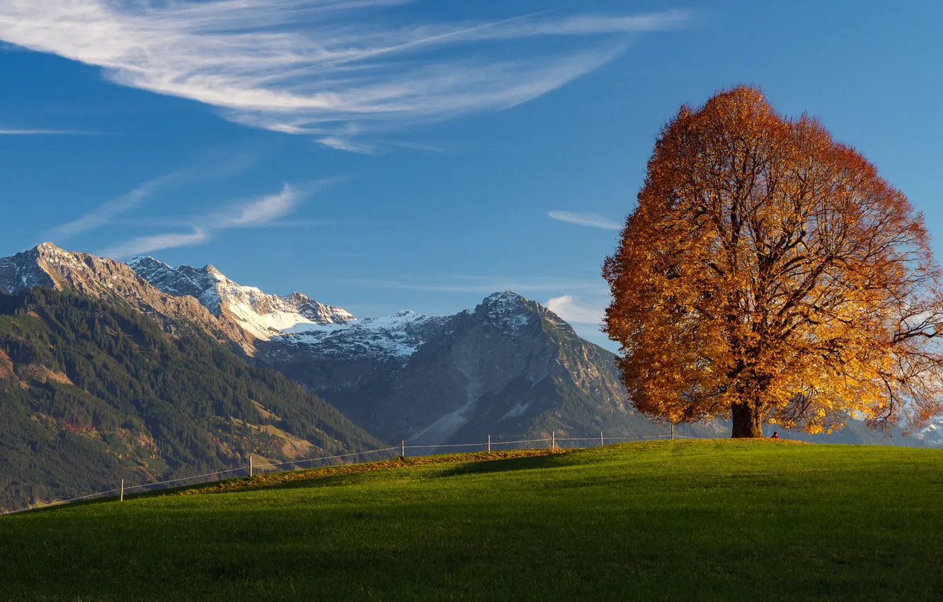 Фото обои осень, горы, дерево, Германия, Бавария, Альпы, луг, Germany, Bavaria, Alps, Верхний Алльгой, Oberallgäu