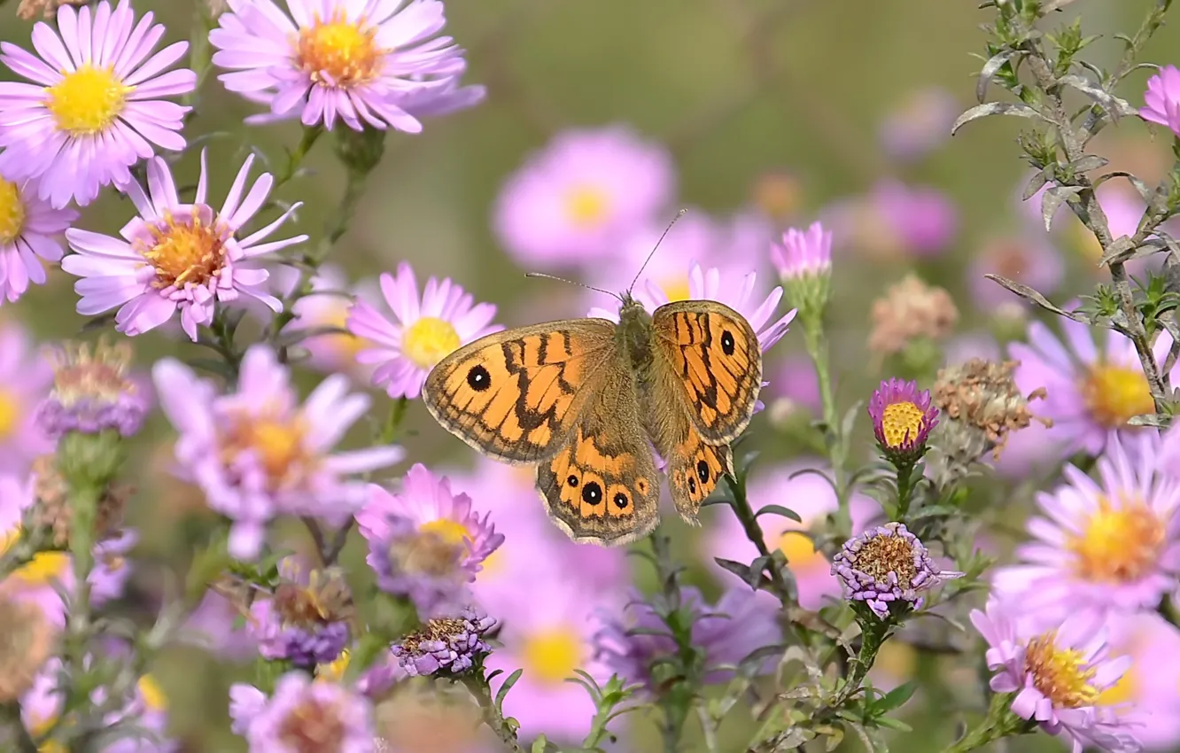 Фото обои цветы, летнее настроение, бабочка. настроение, макро flowers природа