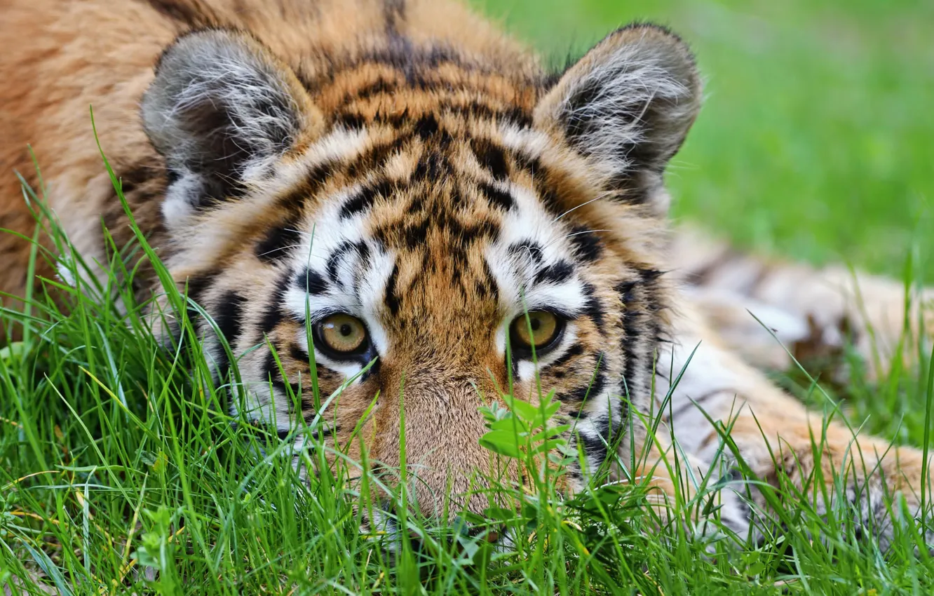 Фото обои трава, взгляд, природа, тигр, лежит, мордашка, тигренок