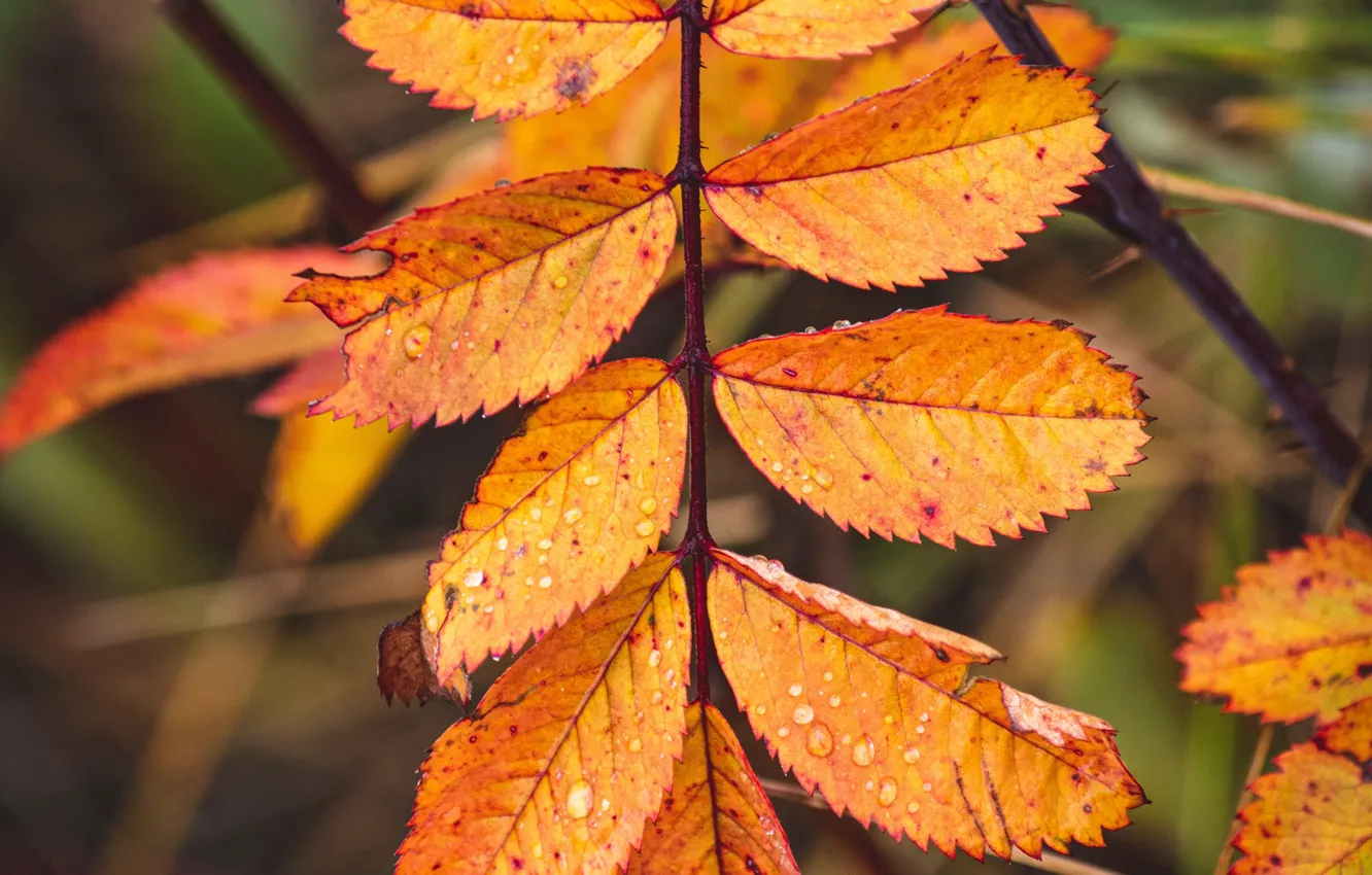 Фото обои осень, листья, макро, жёлтый, капли воды