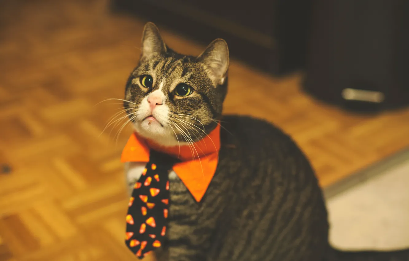 Фото обои кот, галстук, милый, забавный, питомец