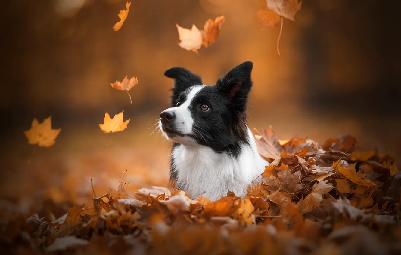 Фото обои осень, морда, листья, собака, боке, Бордер-колли