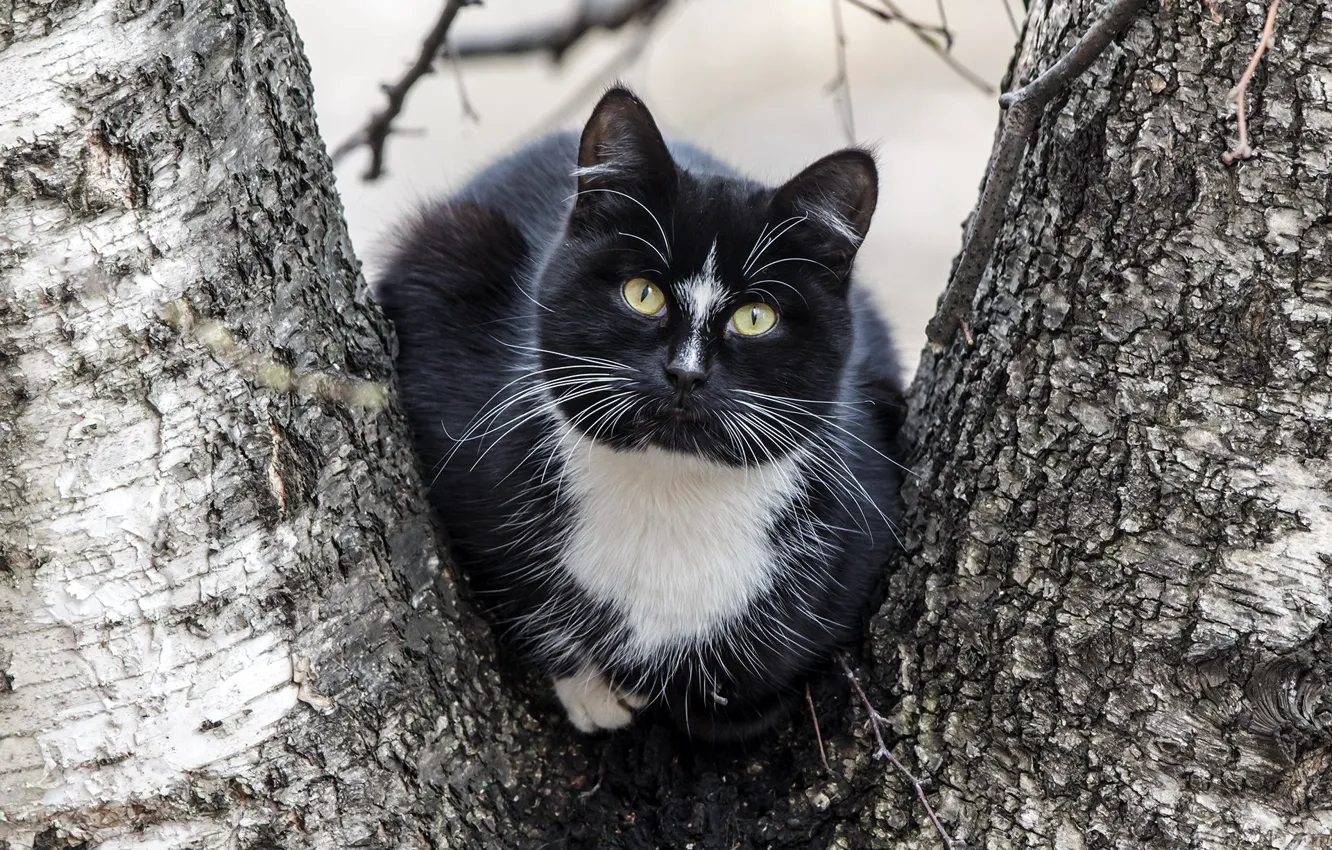 Фото обои кот, дерево, черный, усатый