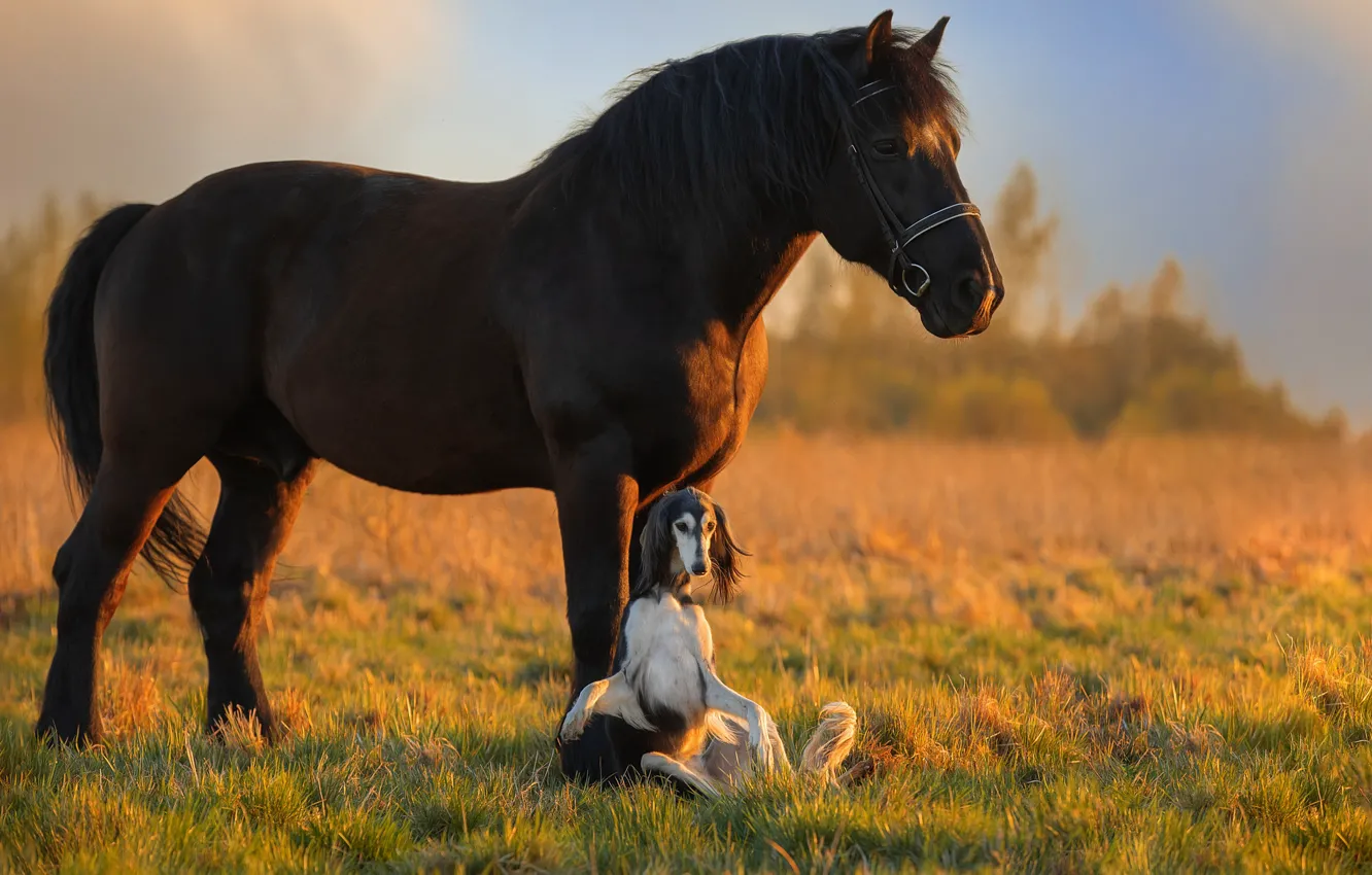 Фото обои животные, природа, конь, собака, пёс, салюки, борзая, Светлана Писарева