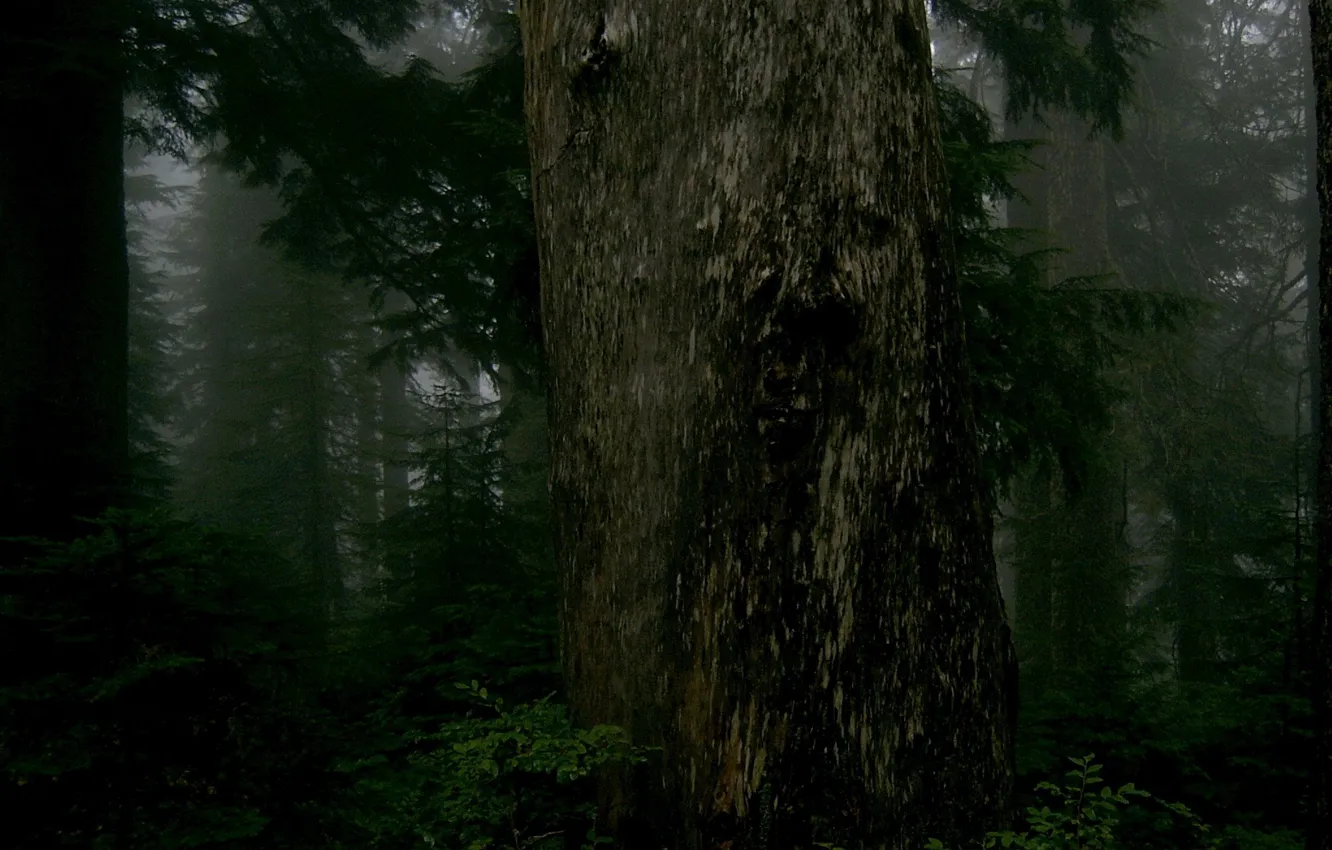 Фото обои лес, деревья, природа, туман, сумрак