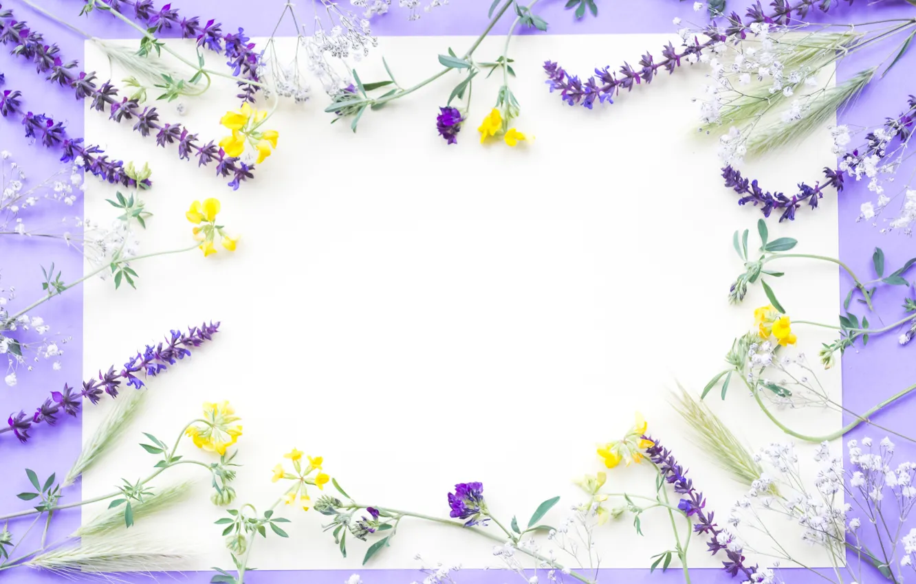 Фото обои цветы, полевые, yellow, flowers, purple, frame