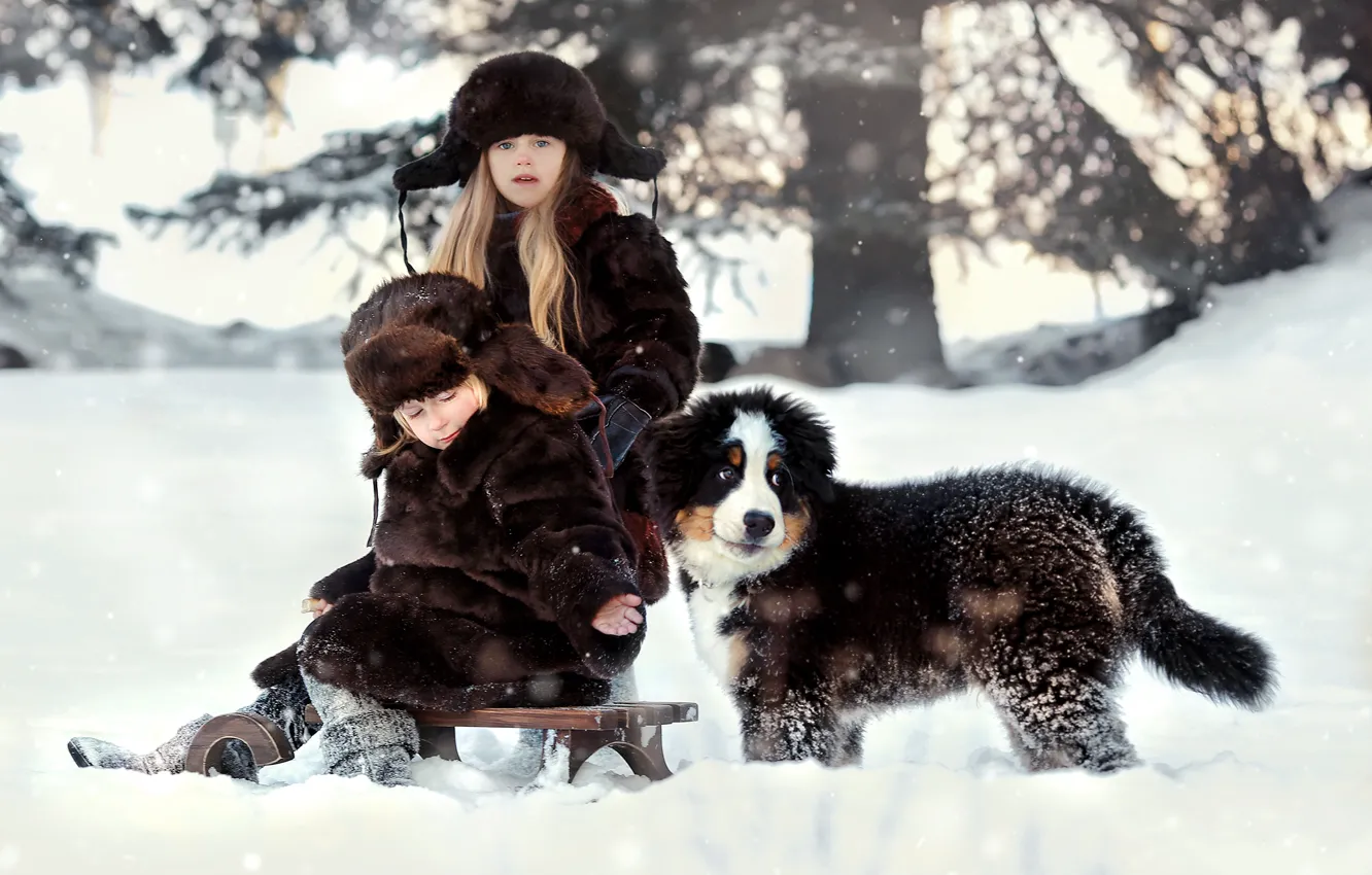 Фото обои зима, снег, природа, дети, животное, собака, мальчик, девочка, щенок, бернский зенненхунд