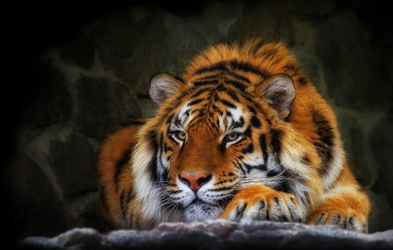 Фото обои взгляд, полоски, тигр, дикая кошка