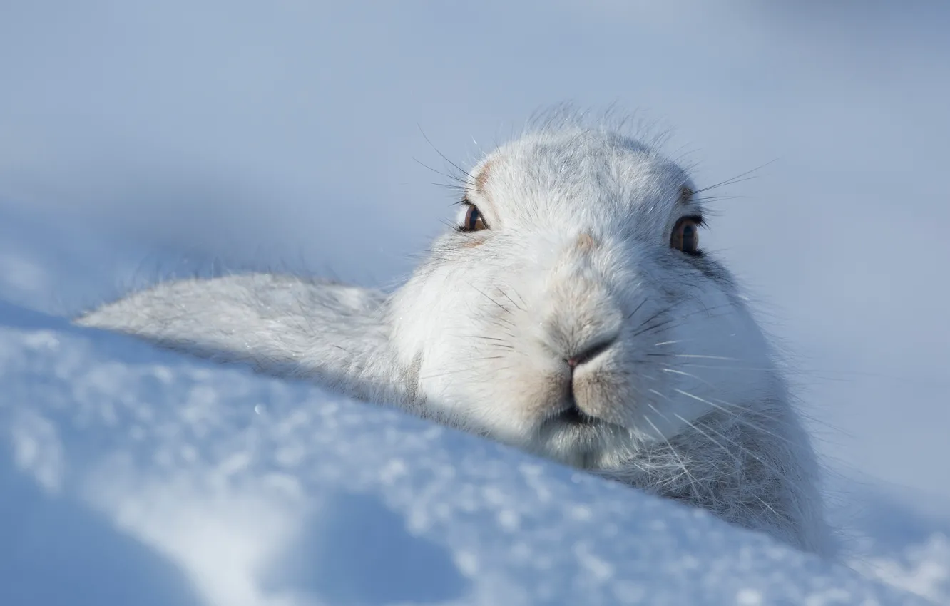 Фото обои зима, взгляд, морда, снег, заяц, сугробы, мордашка, зайчик
