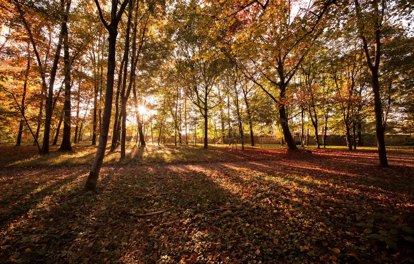 Фото обои осень, лес, листья, деревья, парк, colorful, forest, landscape, park, autumn, leaves, tree, fall