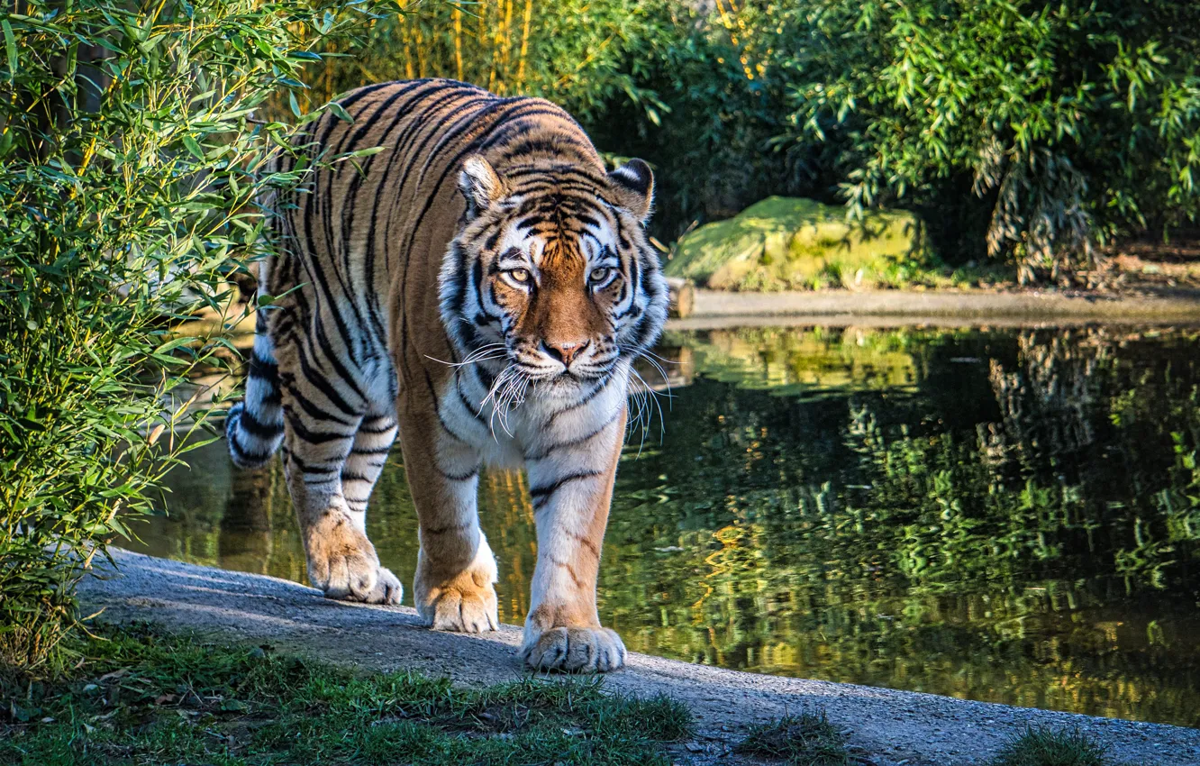 Фото обои зелень, природа, тигр, озеро, хищник, прогулка, кусты, большая кошка