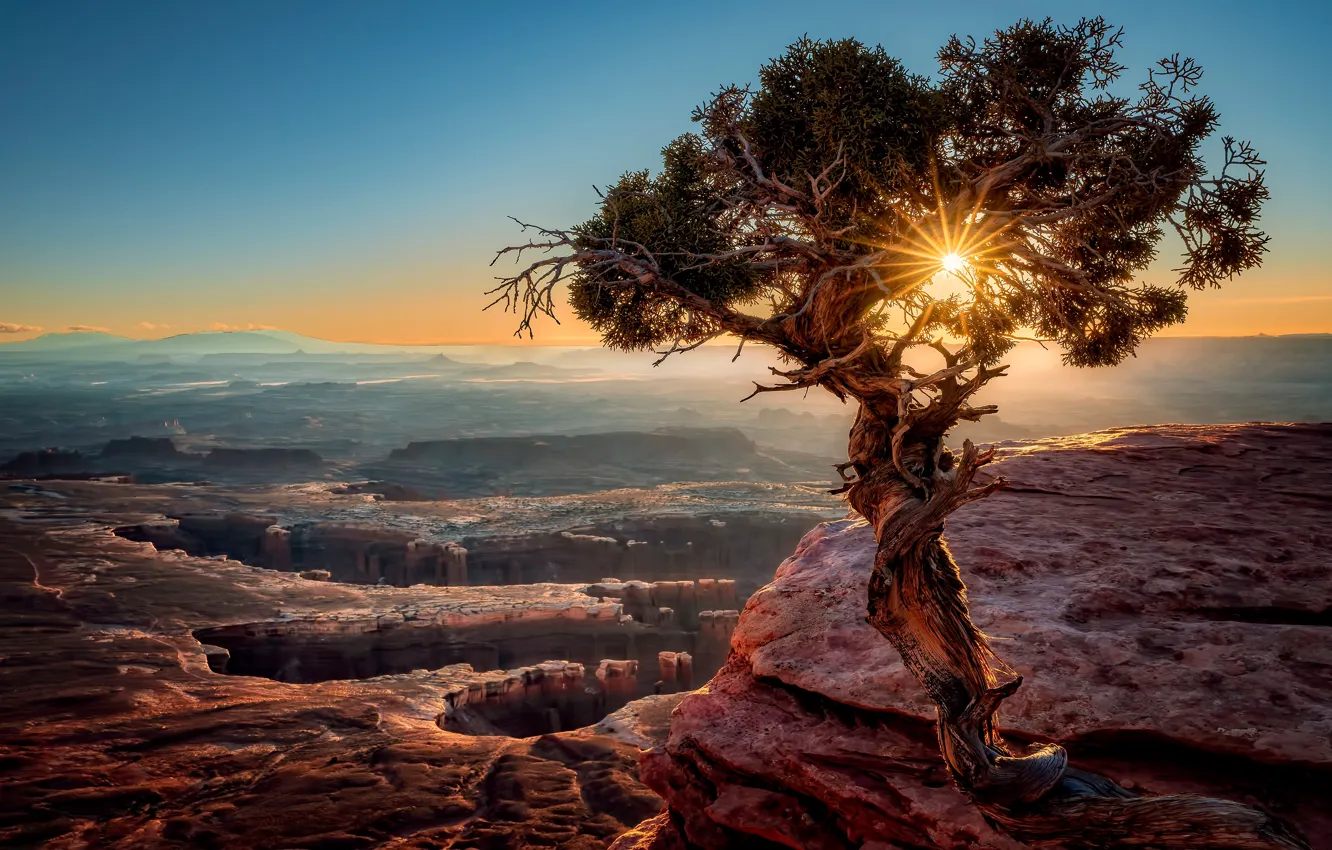 Фото обои солнце, свет, закат, горы, дерево, США, сосна, каньоны