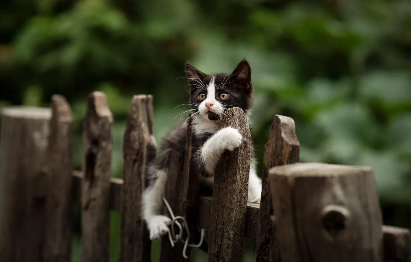 Фото обои забор, котёнок, Юрий Коротун