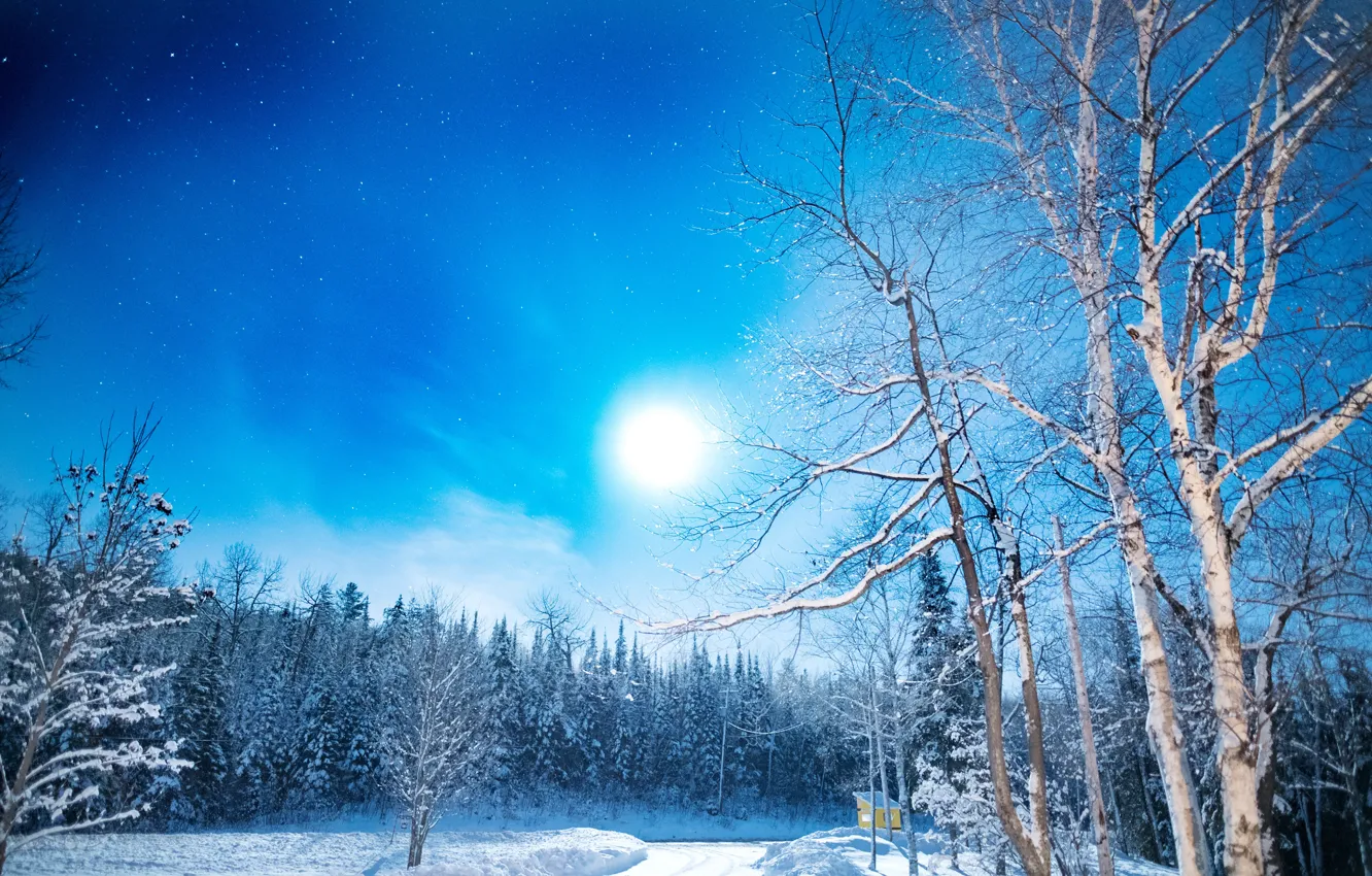 Фото обои зима, дорога, лес, небо, снег, деревья, берёзы