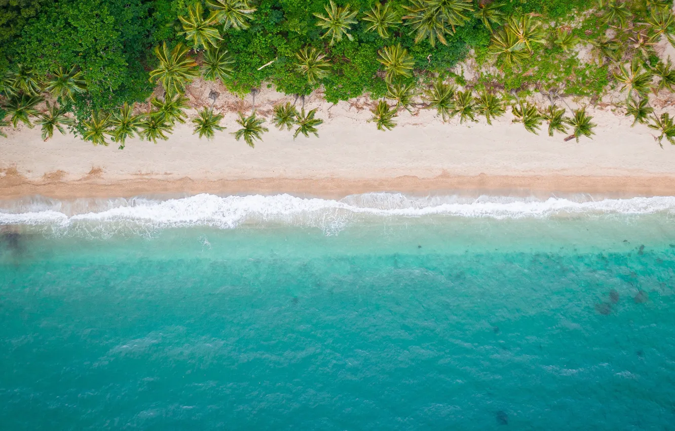 Фото обои море, пляж, лето, природа, тропики, пальмы, берег, вид сверху