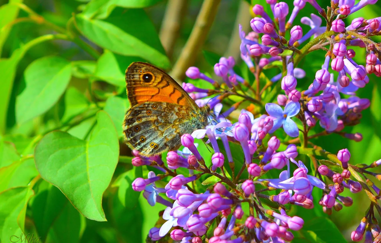 Фото обои Макро, Бабочка, Цветение, Macro, Butterfly, Flowering