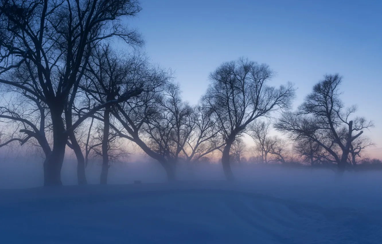 Фото обои зима, снег, деревья, мороз, сугробы, Россия, Александр Литвишко