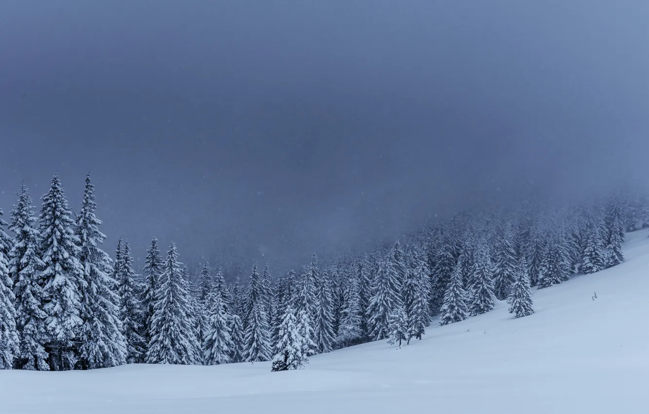Фото обои зима, снег, деревья, пейзаж, елки, forest, landscape, winter, snow, fir trees