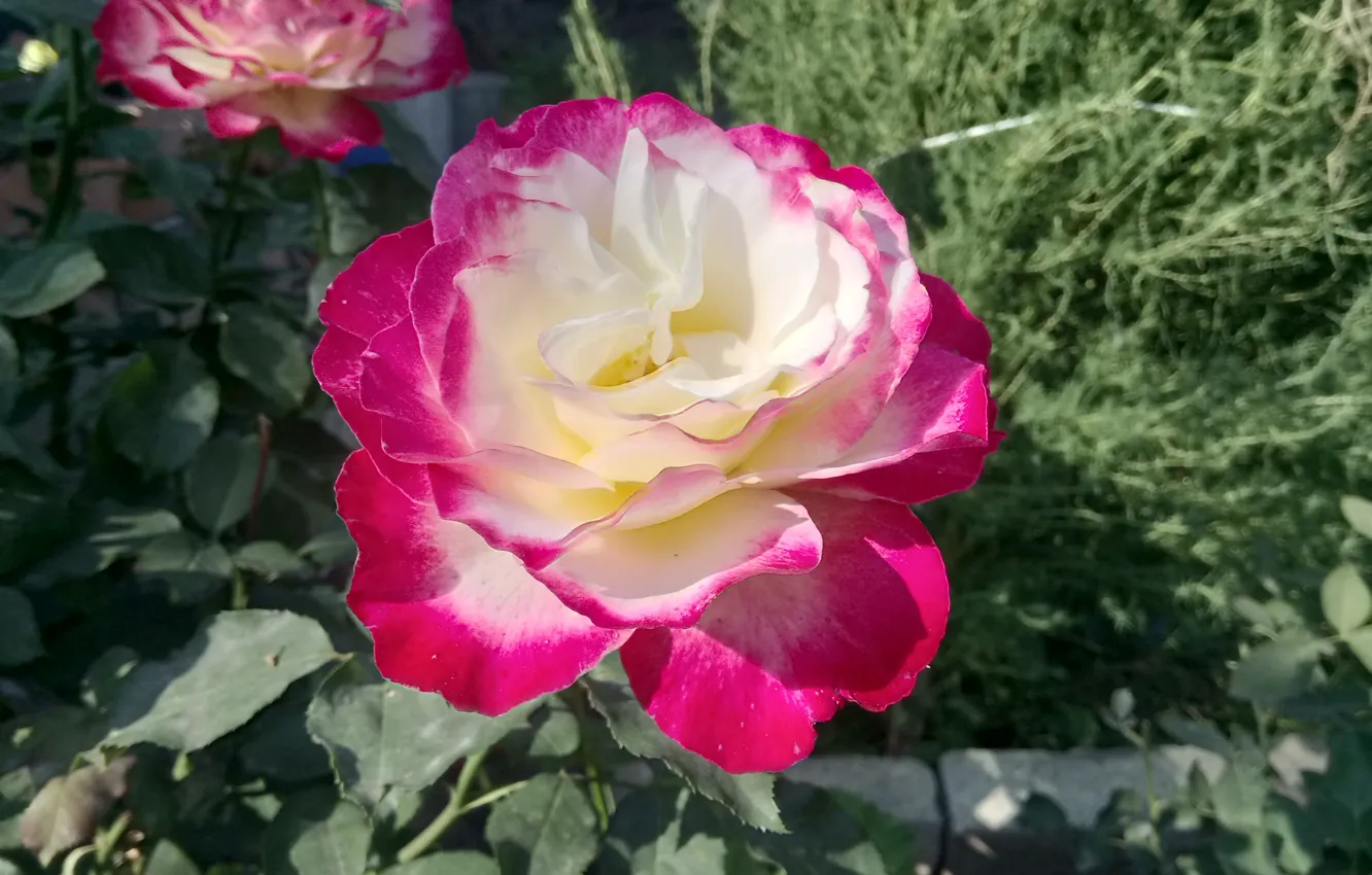 Двойное удовольствие роза Ростовская