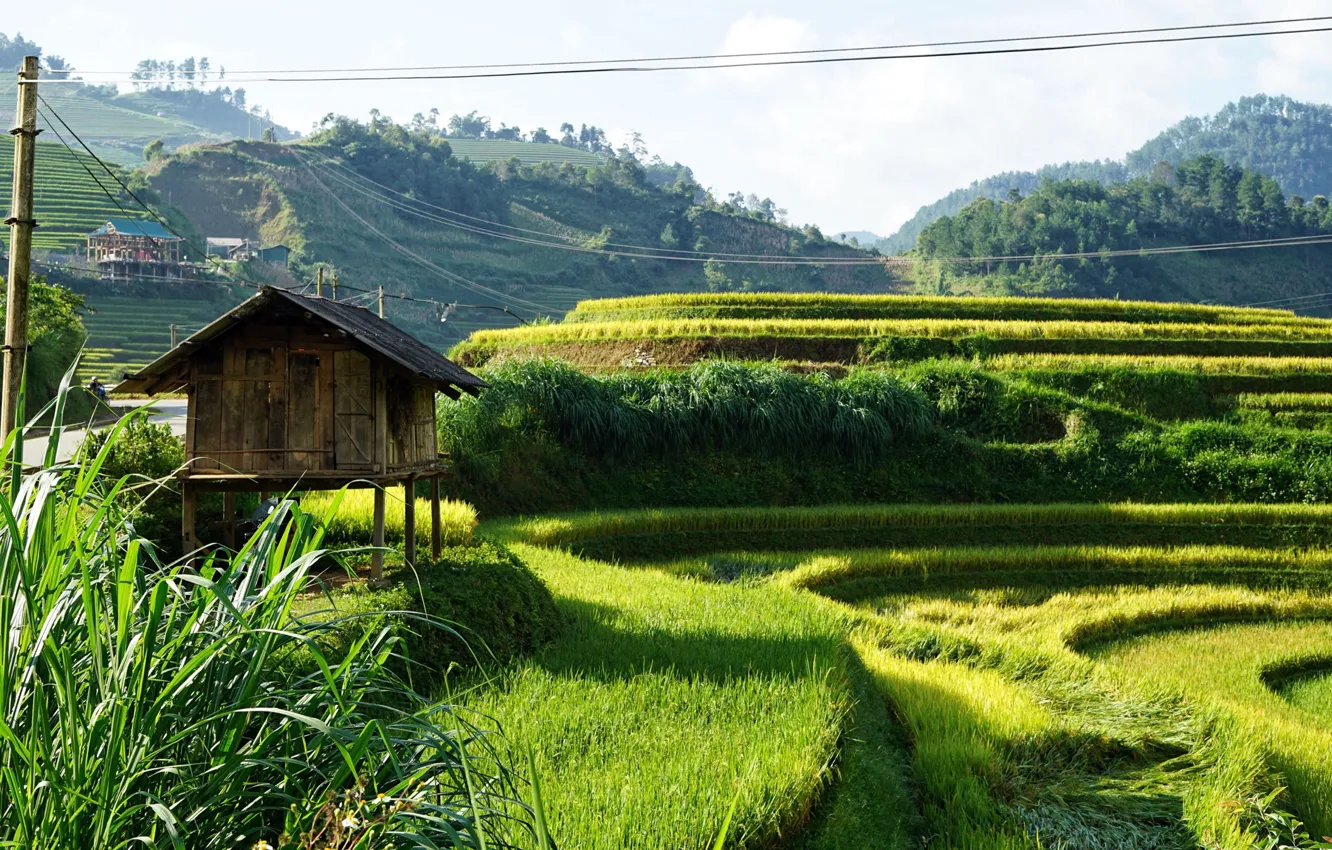 Фото обои холмы, поля, Вьетнам