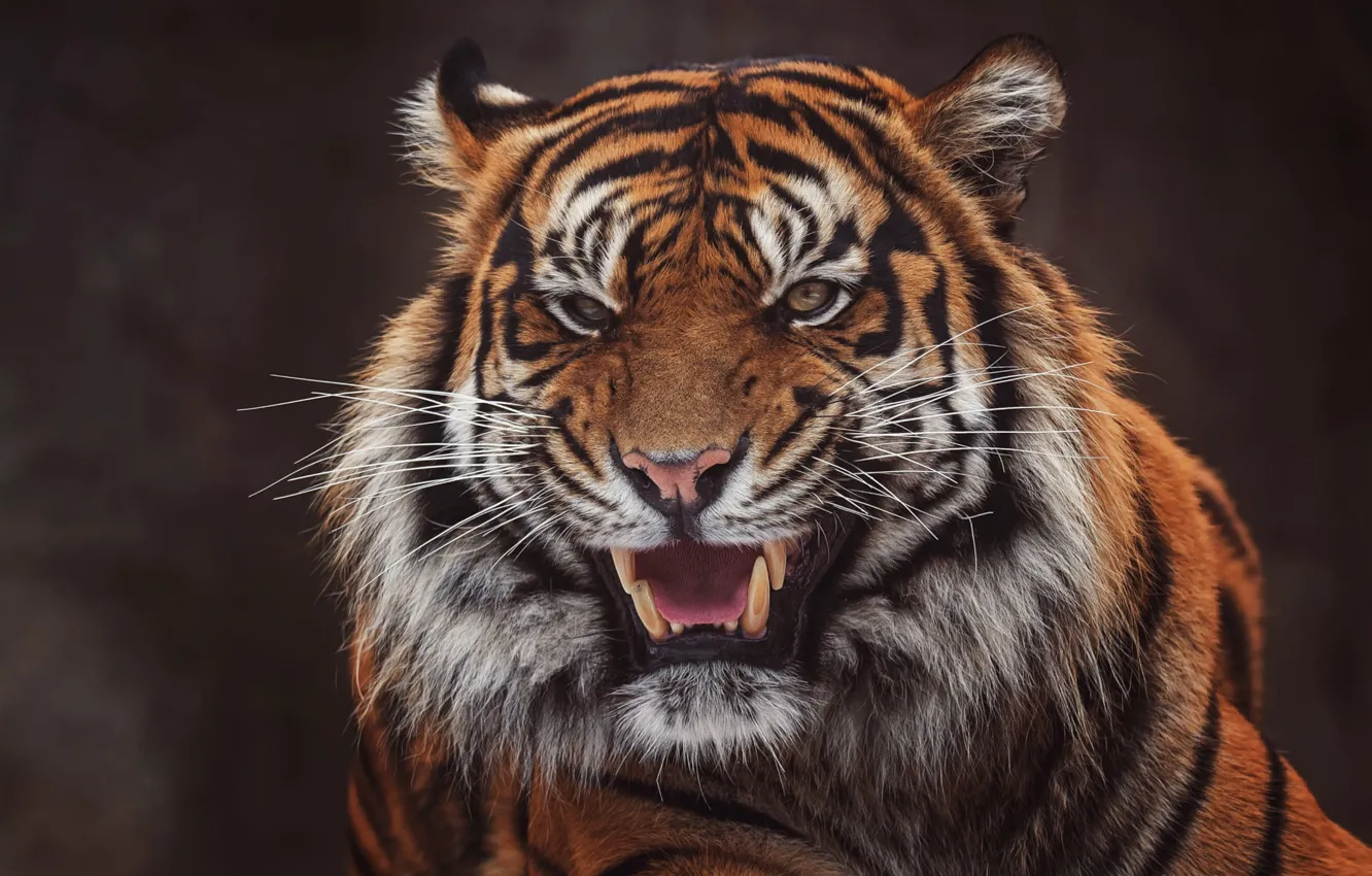 Фото обои морда, тигр, темный фон, портрет, пасть, клыки, оскал, злой, агрессия, дикая кошка