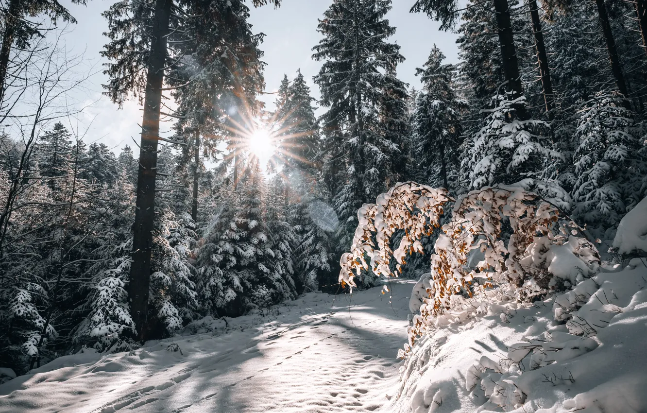 Фото обои зима, дорога, лес, снег, Германия, Germany, Баден-Вюртемберг, Baden-Württemberg, Black Forest, Шварцвальд