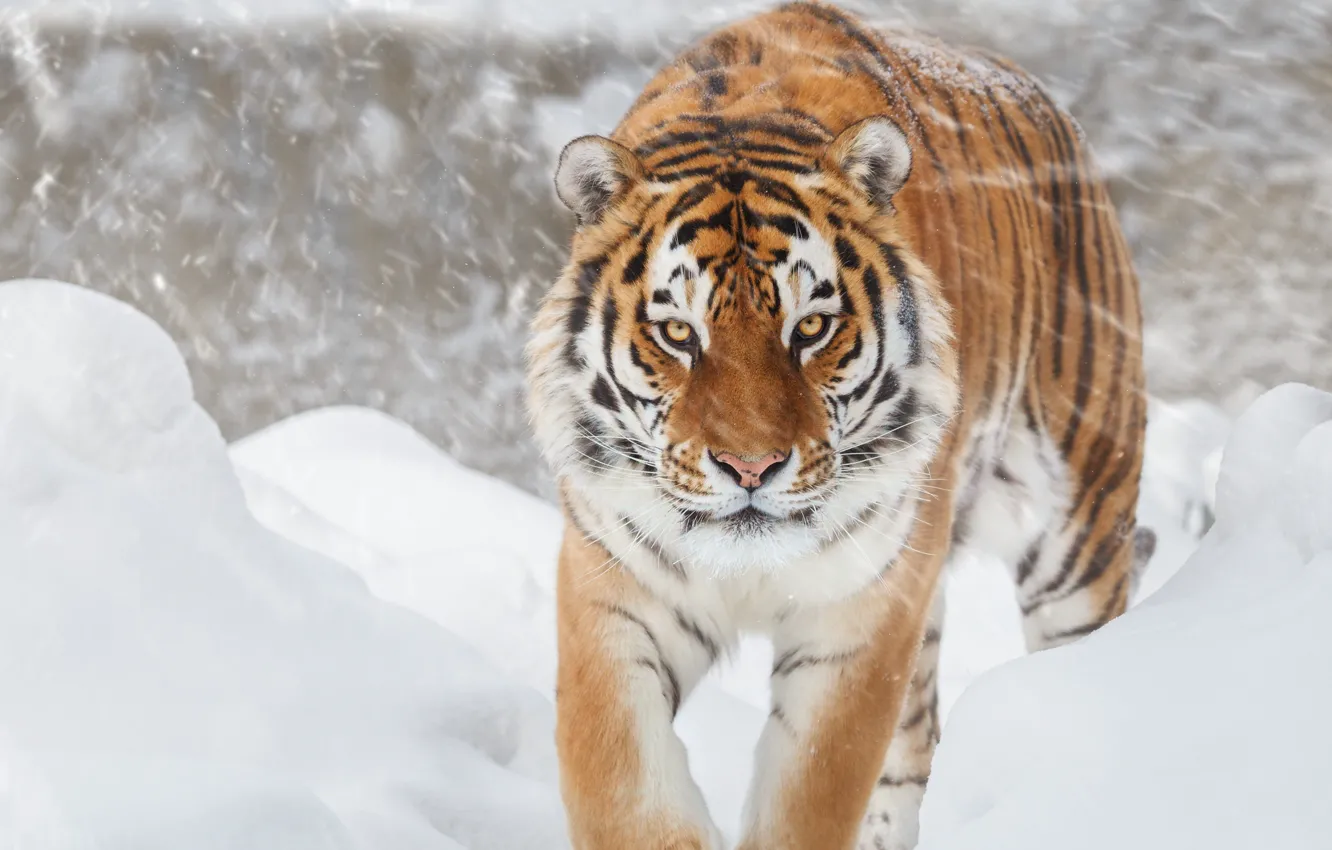 Фото обои tiger, Snow, feline, Big cat