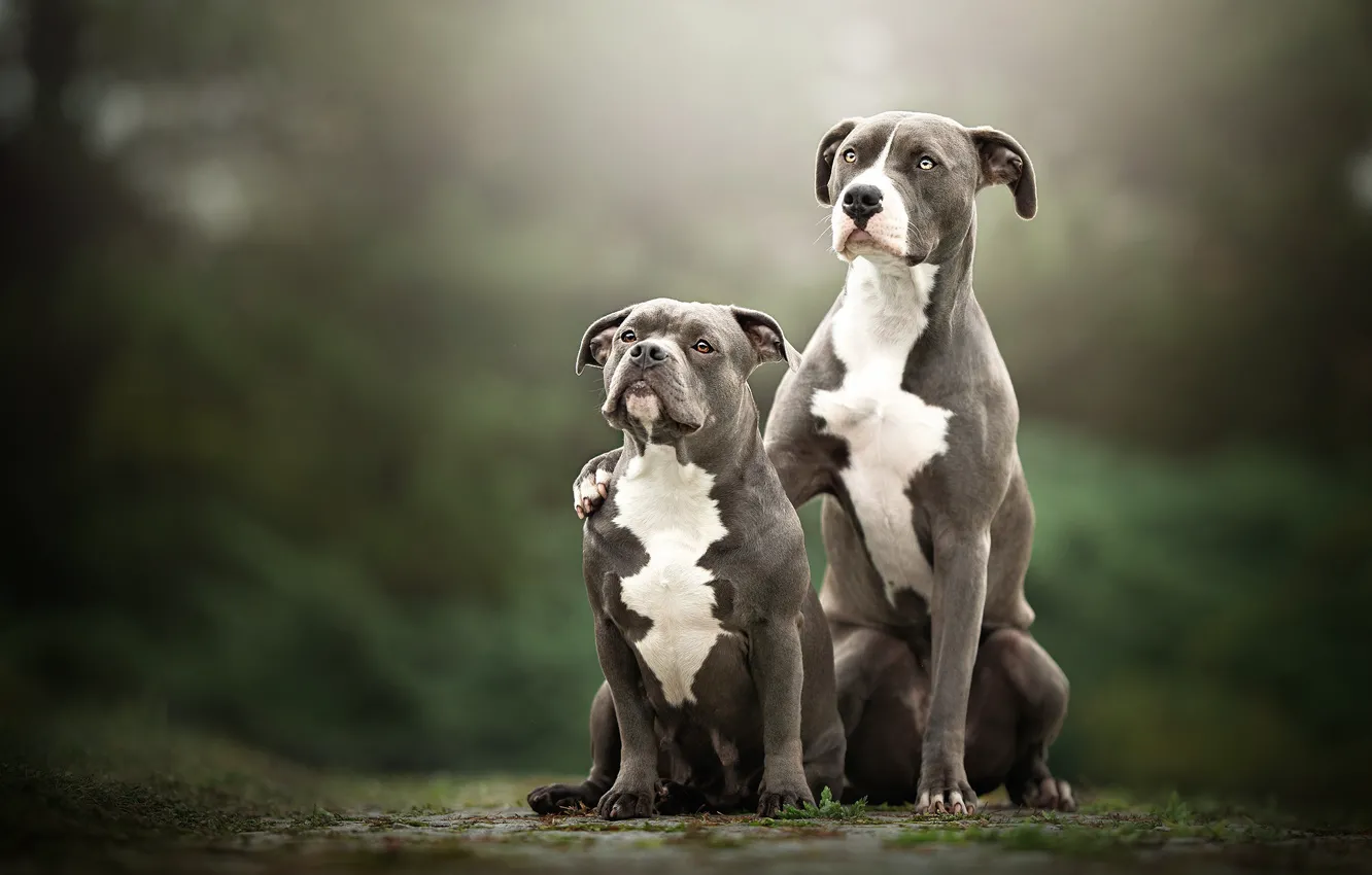 Фото обои собаки, взгляд, природа, фон, вместе, две, пара, серые, парочка, дуэт, друзья, сидят, две собаки, в …