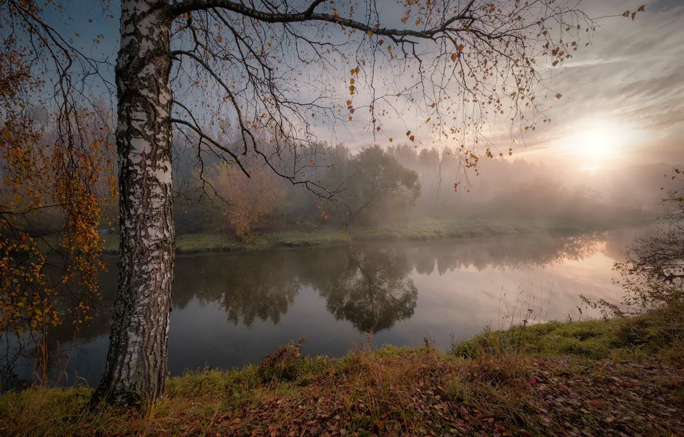 Фото обои осень, солнце, лучи, пейзаж, природа, туман, река, дерево, утро, берёза, Андрей Чиж