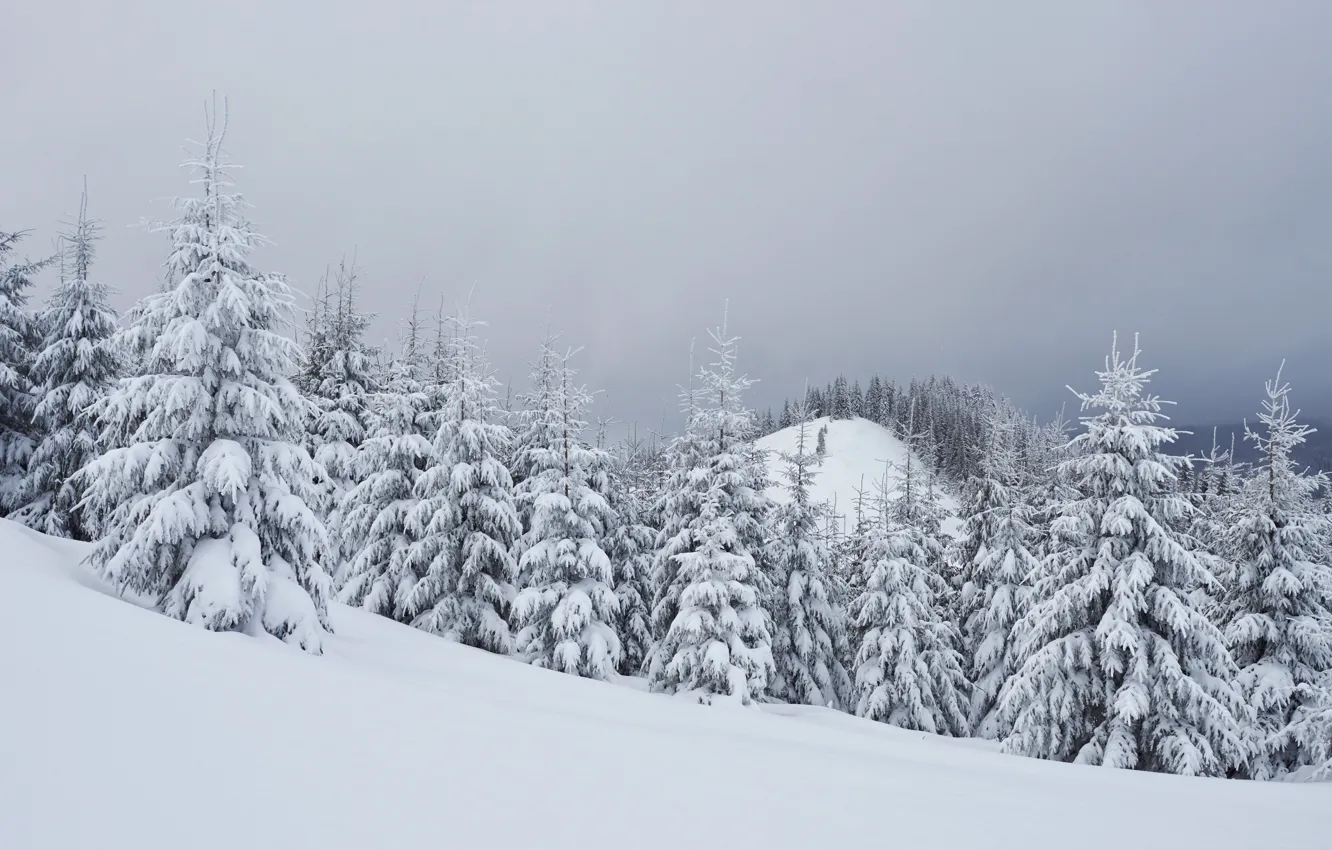 Фото обои зима, снег, деревья, пейзаж, елки, landscape, winter, snow, fir trees